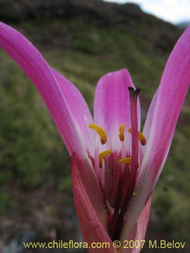 Фотография Rhodophiala andicola (Añañuca de los volcanes). Щелкните, чтобы увеличить вырез.