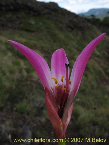 Bild von Rhodophiala andicola (Añañuca de los volcanes). Klicken Sie, um den Ausschnitt zu vergrössern.
