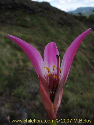 Фотография Rhodophiala andicola (Añañuca de los volcanes). Щелкните, чтобы увеличить вырез.