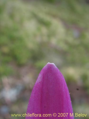 Bild von Rhodophiala andicola (Añañuca de los volcanes). Klicken Sie, um den Ausschnitt zu vergrössern.