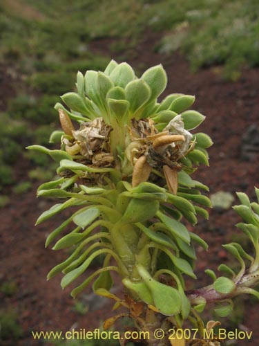 Imágen de Viola sp. #2501 (). Haga un clic para aumentar parte de imágen.