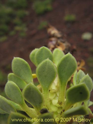 Imágen de Viola sp. #2501 (). Haga un clic para aumentar parte de imágen.