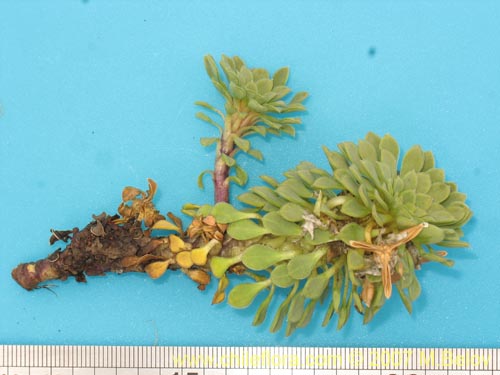 Image of Viola sp.   #2501 (). Click to enlarge parts of image.