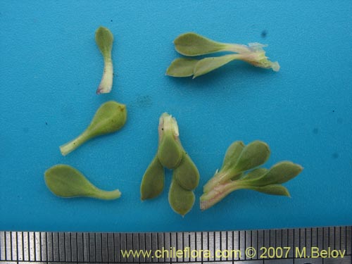 Image of Viola sp. #2501 (). Click to enlarge parts of image.