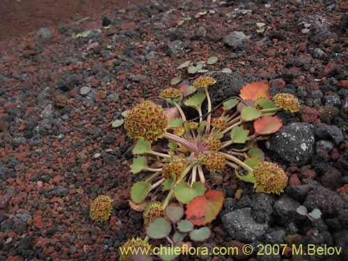 Pozoa volcanica的照片