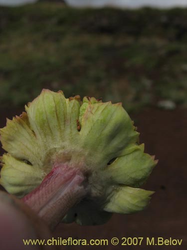 Imágen de Pozoa volcanica (Anislao volcanica). Haga un clic para aumentar parte de imágen.