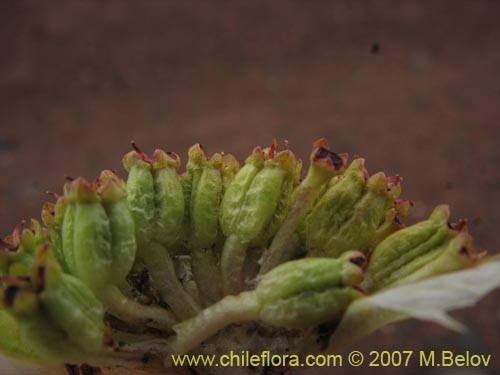 Фотография Pozoa volcanica (Anislao volcanica). Щелкните, чтобы увеличить вырез.