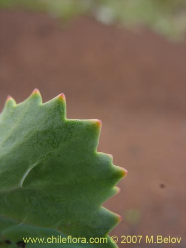 Фотография Pozoa volcanica (Anislao volcanica). Щелкните, чтобы увеличить вырез.