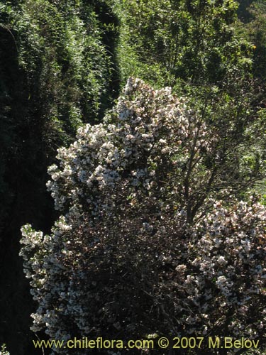 Фотография Eucryphia cordifolia (Ulmo). Щелкните, чтобы увеличить вырез.