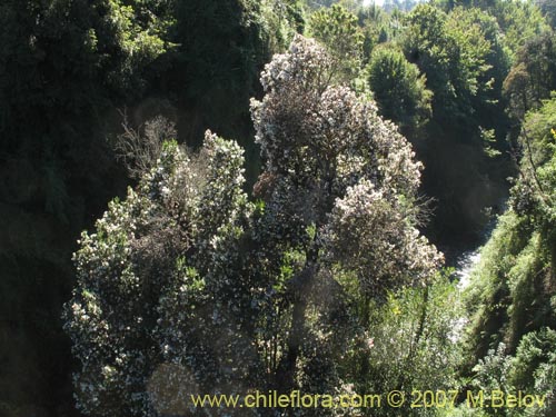 Imágen de Eucryphia cordifolia (Ulmo). Haga un clic para aumentar parte de imágen.