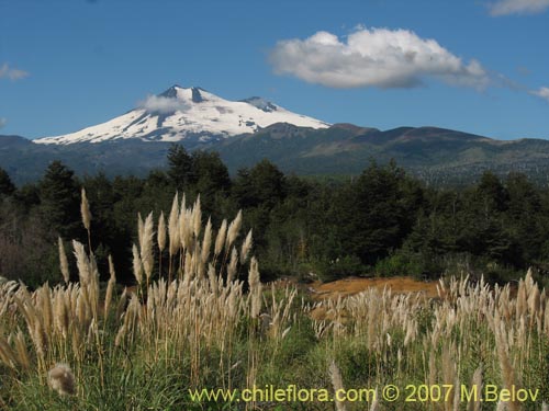 Image of Cortaderia araucana (). Click to enlarge parts of image.