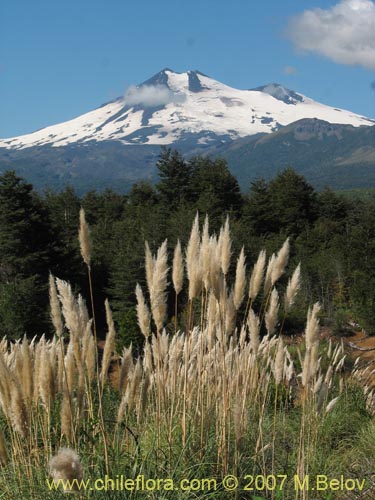 Image of Cortaderia araucana (). Click to enlarge parts of image.