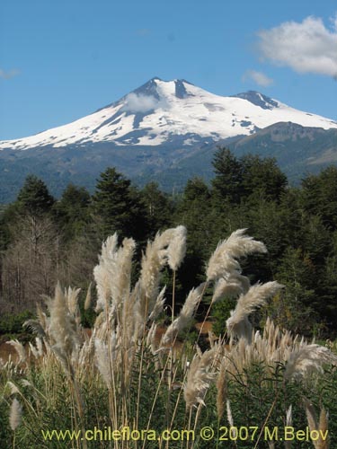 Image of Cortaderia araucana (). Click to enlarge parts of image.