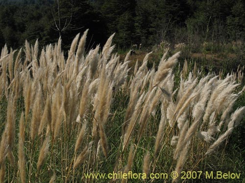 Cortaderia araucana的照片