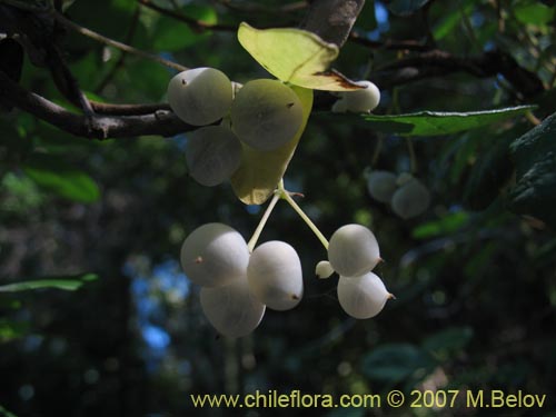 Фотография Boquila trifoliolata (Voqui blanco / Pilpilvoqui). Щелкните, чтобы увеличить вырез.