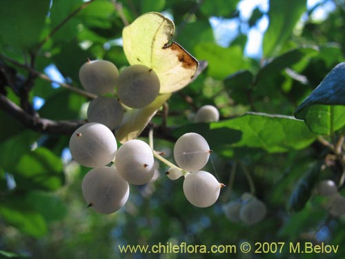 Image of Boquila trifoliolata (Voqui blanco / Pilpilvoqui). Click to enlarge parts of image.