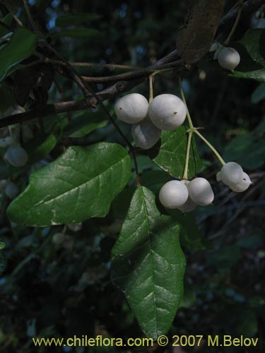 Image of Boquila trifoliolata (Voqui blanco / Pilpilvoqui). Click to enlarge parts of image.