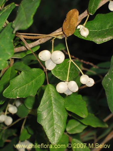 Image of Boquila trifoliolata (Voqui blanco / Pilpilvoqui). Click to enlarge parts of image.