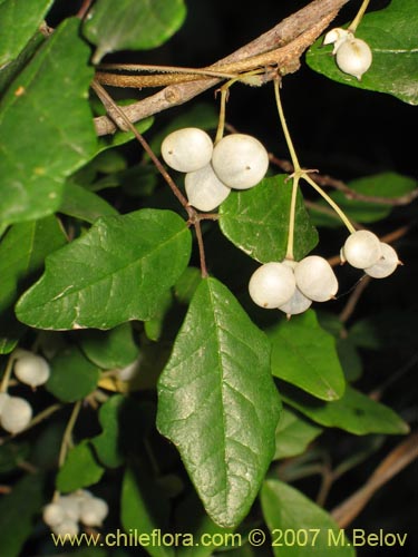 Image of Boquila trifoliolata (Voqui blanco / Pilpilvoqui). Click to enlarge parts of image.