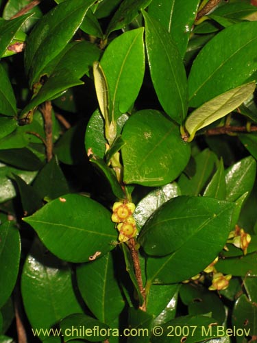 Bild von Myrceugenia planipes (Pitrilla / Pitra / Patagua de Valdivia). Klicken Sie, um den Ausschnitt zu vergrössern.
