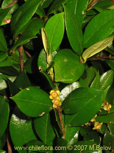 Imágen de Myrceugenia planipes (Pitrilla / Pitra / Patagua de Valdivia). Haga un clic para aumentar parte de imágen.