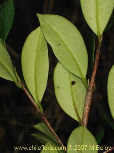 Фотография Myrceugenia planipes (Pitrilla / Pitra / Patagua de Valdivia). Щелкните, чтобы увеличить вырез.