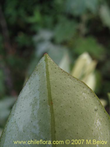 Image of Myrceugenia planipes (Pitrilla / Pitra / Patagua de Valdivia). Click to enlarge parts of image.