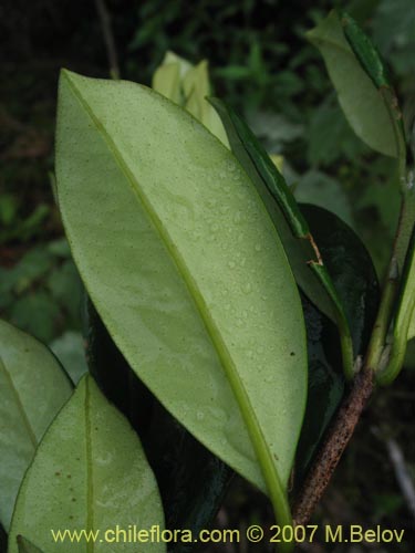 Imágen de Myrceugenia planipes (Pitrilla / Pitra / Patagua de Valdivia). Haga un clic para aumentar parte de imágen.