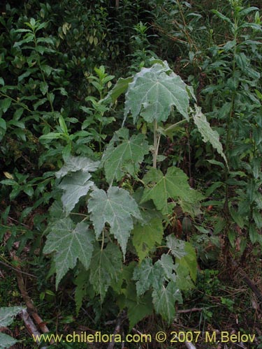 Imágen de Corynabutilon vitifolium (Huella). Haga un clic para aumentar parte de imágen.