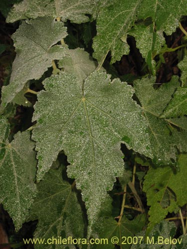 Bild von Corynabutilon vitifolium (Huella). Klicken Sie, um den Ausschnitt zu vergrössern.
