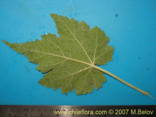 Image of Corynabutilon vitifolium (Huella). Click to enlarge parts of image.