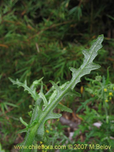 Imágen de Senecio sp.  #1771 (). Haga un clic para aumentar parte de imágen.