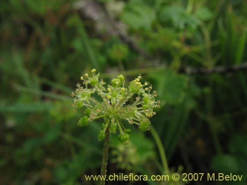 Image of Hydrocotyle chamaemorus (Malva del monte). Click to enlarge parts of image.