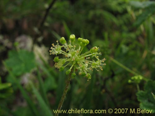 Bild von Hydrocotyle chamaemorus (Malva del monte). Klicken Sie, um den Ausschnitt zu vergrössern.