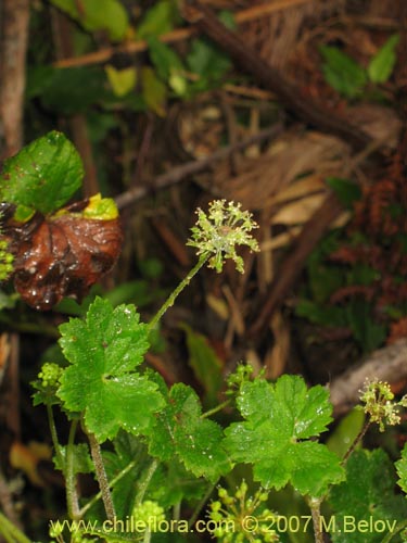 Bild von Hydrocotyle chamaemorus (Malva del monte). Klicken Sie, um den Ausschnitt zu vergrössern.