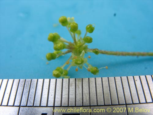 Bild von Hydrocotyle chamaemorus (Malva del monte). Klicken Sie, um den Ausschnitt zu vergrössern.