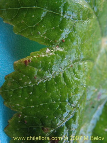 Bild von Hydrocotyle chamaemorus (Malva del monte). Klicken Sie, um den Ausschnitt zu vergrössern.