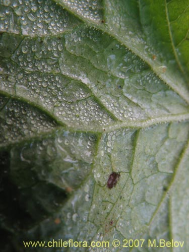 Bild von Hydrocotyle chamaemorus (Malva del monte). Klicken Sie, um den Ausschnitt zu vergrössern.