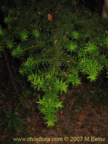 Image of Podocarpus nubigenus (Mañío macho / Mañío de hojas punzantes). Click to enlarge parts of image.