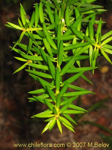 Image of Podocarpus nubigenus (Mañío macho / Mañío de hojas punzantes). Click to enlarge parts of image.
