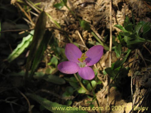 Image of Unidentified Plant sp. #2500 (). Click to enlarge parts of image.