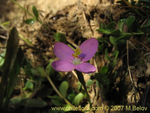 未確認の植物種 sp. #2500の写真