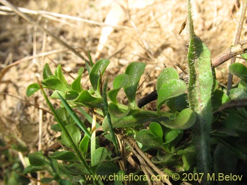 Image of Unidentified Plant sp. #2500 (). Click to enlarge parts of image.