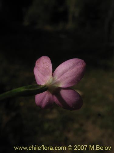 未確認の植物種 sp. #2500の写真