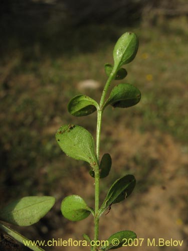 没断定的植物 sp. #2500的照片