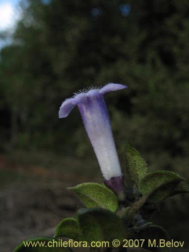 Image of Rhaphithamnus spinosus (Arrayán macho / Espino blanco / Huayún). Click to enlarge parts of image.