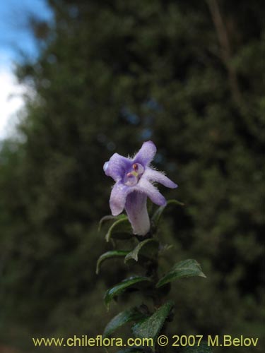 Image of Rhaphithamnus spinosus (Arrayán macho / Espino blanco / Huayún). Click to enlarge parts of image.