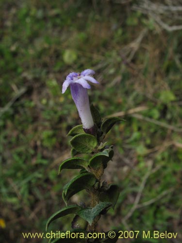 Imágen de Rhaphithamnus spinosus (Arrayán macho / Espino blanco / Huayún). Haga un clic para aumentar parte de imágen.