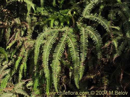 Imágen de Gleichenia squamulosa (Hierb a loza / Palmita). Haga un clic para aumentar parte de imágen.