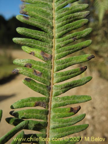 Gleichenia squamulosa의 사진